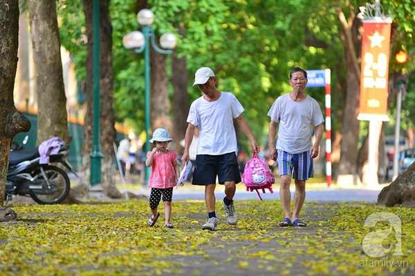 Nhung-tham-la-vang-mua-thu-ha-noi